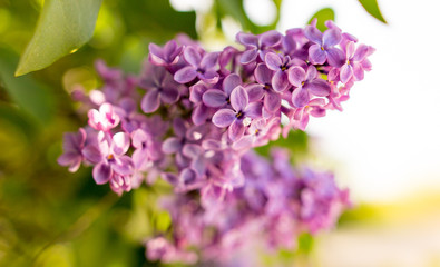 Lilac flowers on a tree in spring