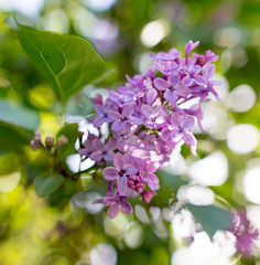 Lilac flowers on a tree in spring