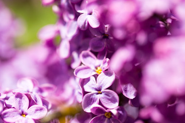 Lilac flowers on a tree in spring