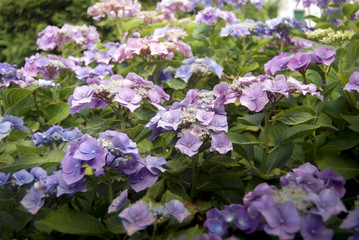 Hortensia