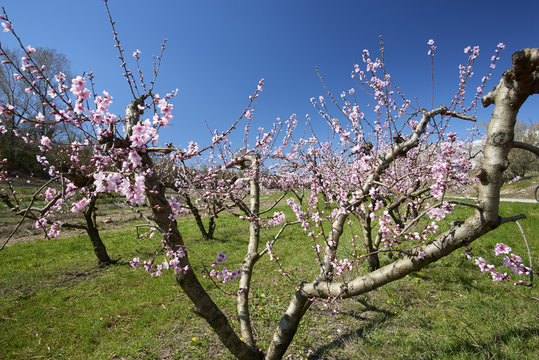 peschi in fiore
