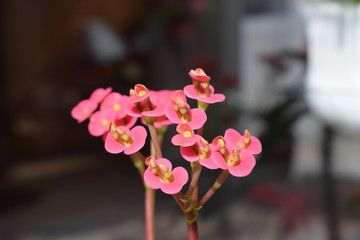 doppelstöckige rosa Blüten