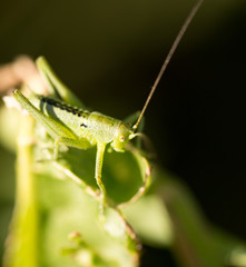 Grasshopper in green grass on nature