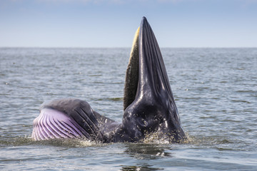 Feeding Bryde's whale