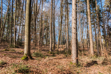 Trees in the middle of the forest