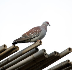 Pigeon on the roof, Tigray region of Ethiopia