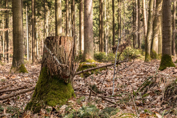 Stump of a tree in the middle of the forest