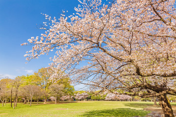 Fototapeta na wymiar 東京代々木公園の桜と木
