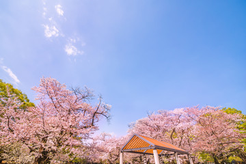 東京代々木公園の桜と木