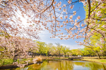 Naklejka na ściany i meble 東京代々木公園の桜と木