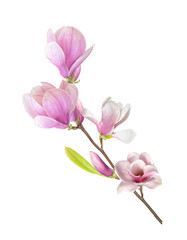 Fototapeta na wymiar magnolia branch