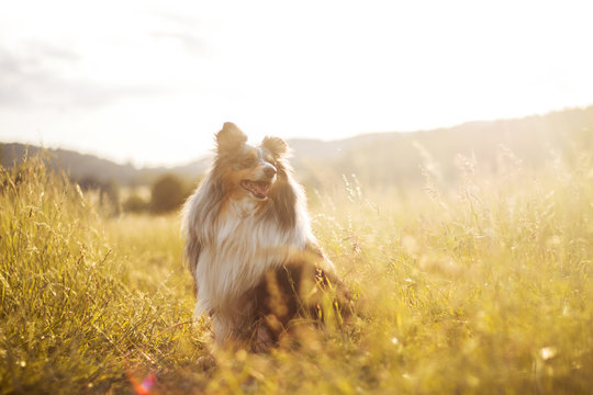 Sheltie dog in the sunset