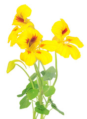 bunch of lemon color nasturtium flowers