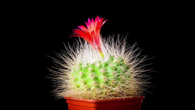 Time-Lapse of beautiful cactus or cacti flowers which are in their colorful blooming on black background. Timelapse opening red Parodia penicillata.