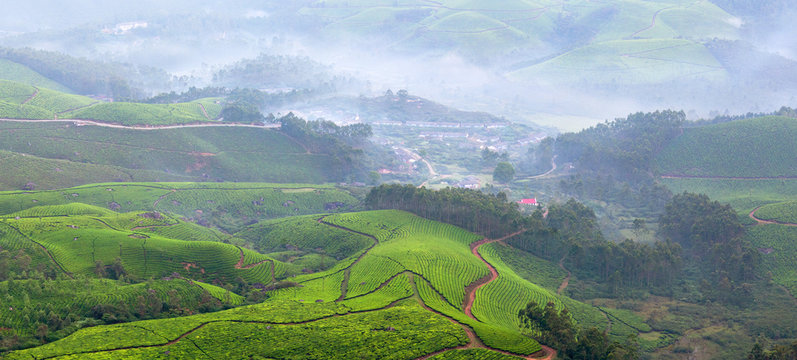 Tea plantations in Kerala, South India