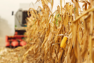 Harvesting corn crop field. Combine harvester working on plantat