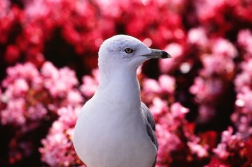 Seagull and Flowers