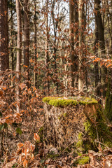 Stump of a tree in the middle of the forest