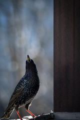 Common starling