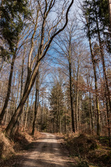 Trees in the middle of the forest