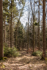 Trees in the middle of the forest
