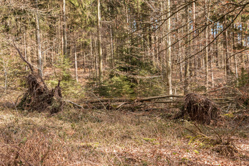 Naklejka na ściany i meble Big fallen trees in the middle of the forest