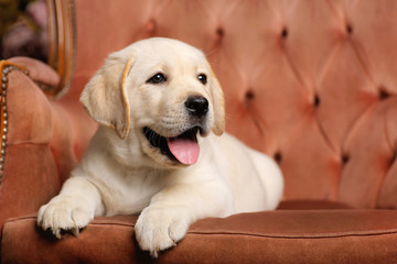 Labrador puppy sit on the chair