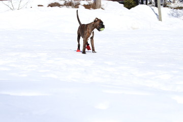 Playful boxer puppy