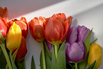 Tulips lying on a white table with sun rays