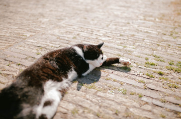 Black and white cat is lying on the pavement
