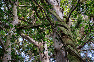 Mysterious and twisted trees with green roots.