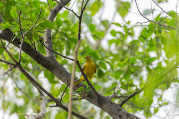 Bird (Black-Naped Oriole) in a nature wild