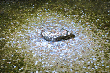 Pool and stone covered with coins in temple. Wish and hope concept