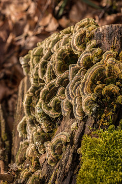 Mushrooms on a tree trunk in the middle of the forest