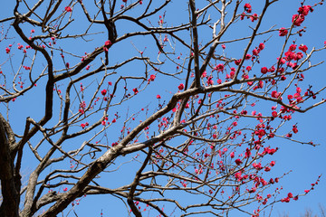 Beautiful cherry blossom flowers and blue sky in Japan
