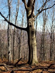 A tree with an eye 