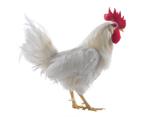 white rooster isolated
