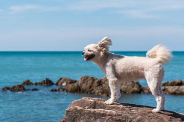 Obraz na płótnie Canvas Dog happy fun on rocky beach when travel at sea