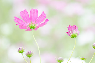 Fototapeta premium ピンクのコスモス