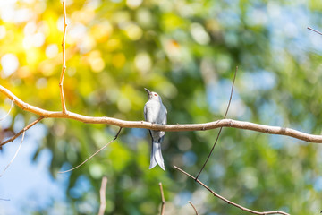 Bird (Ashy Drongo) on tree in nature wild