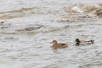 Latvia The ruined forts of the Carport stand in a baffling mist