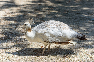 A white peafowl walks the ground in the zoo. White peafowl next to the trough
