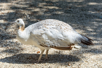 A white peafowl walks the ground in the zoo. White peafowl next to the trough