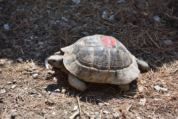 Adult turtle crawls on the ground with dry grass. Turtle in the zoo
