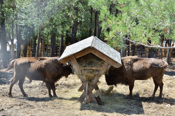 Two large bisons eat from the trough at the zoo