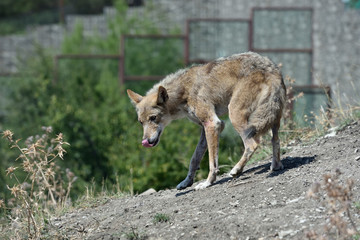 Naklejka na ściany i meble Gray wolf in the zoo. The wolf whose moult