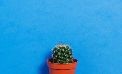 Green Cactus in Pot on Blue Pastel Color Background. Minimal Concept. Flat Lay. Top View.