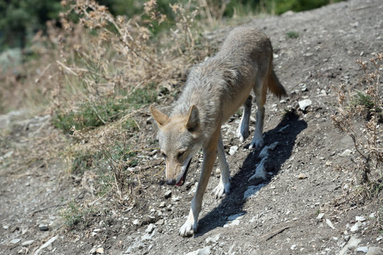 Gray wolf in the zoo. The wolf whose moult
