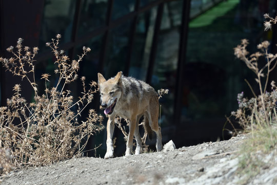 Gray wolf in the zoo. The wolf whose moult