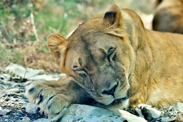 A beautiful lioness sleeps, putting her goal on her front paws. Lioness sleeps in the zoo